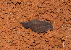 Onychophora