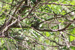 Polioptila dumicola