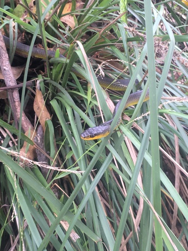 Common Tree Snake sighting