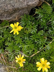 Ranunculus sericophyllus