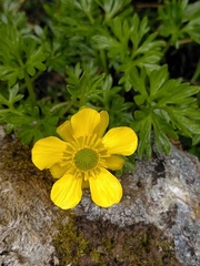 Ranunculus sericophyllus