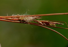 Carex cirrhosa