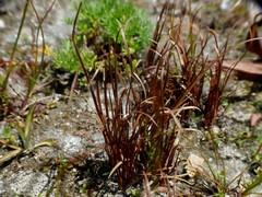 Carex cirrhosa