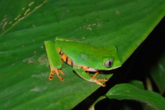 Callimedusa tomopterna