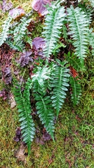 Polypodium hesperium