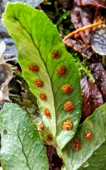 Polypodium hesperium