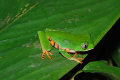 Callimedusa tomopterna