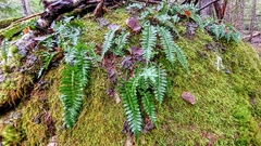 Polypodium hesperium