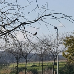 Phoenicurus ochruros
