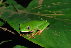 Callimedusa tomopterna