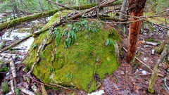 Polypodium hesperium