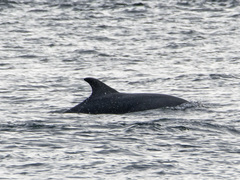 Tursiops truncatus