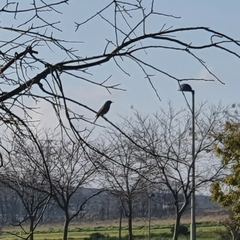 Phoenicurus ochruros