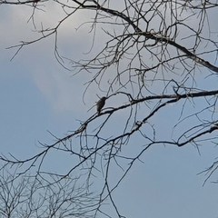 Phoenicurus ochruros