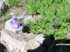 Polemonium elegans
