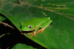 Callimedusa tomopterna