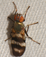 Chaetopsis fulvifrons