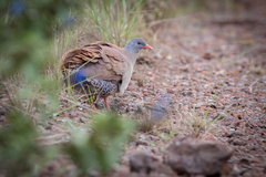 Crypturellus parvirostris