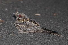 Caprimulgus ruficollis