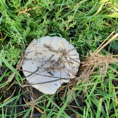 Agaricineae