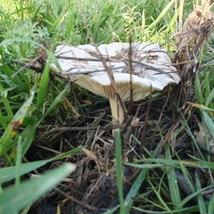 Agaricineae