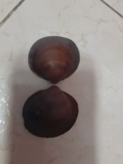 Glycymeris nummaria