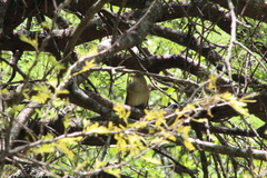 Phacellodomus striaticollis