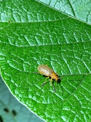 Metaxyonycha granulata