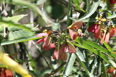 Heteropterys glabra