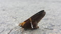 Epargyreus deleoni