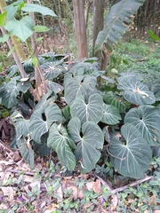 Philodendron gloriosum