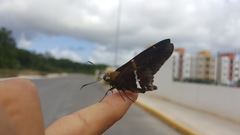 Epargyreus deleoni