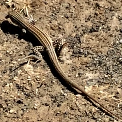 Aspidoscelis neotesselatus