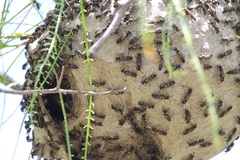 Polybia occidentalis