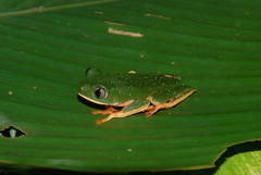 Callimedusa tomopterna