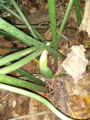 Philodendron gloriosum