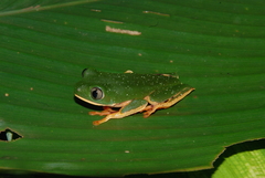 Callimedusa tomopterna