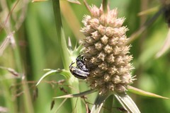 Nicentrus circumcinctus