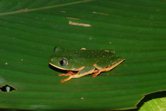 Callimedusa tomopterna