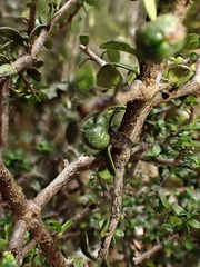 Pittosporum divaricatum