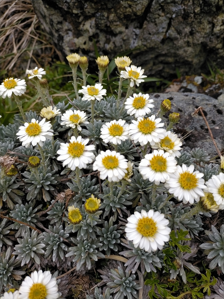 Hector's Daisy