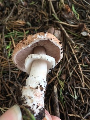 Agaricus brunneofibrillosus
