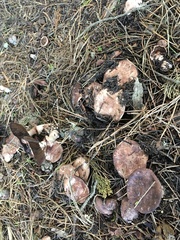 Agaricus brunneofibrillosus