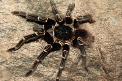 Acanthoscurria