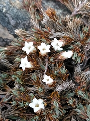 Dracophyllum prostratum