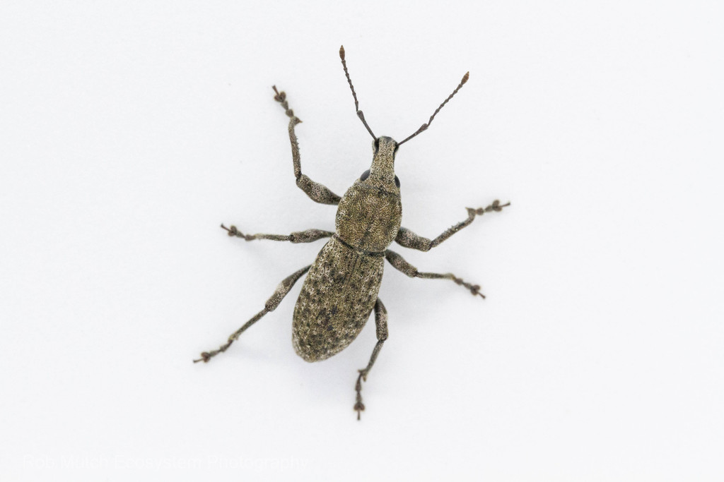 Dyslobus lecontei