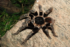 Acanthoscurria
