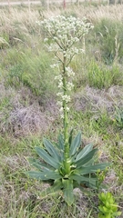Eryngium serra