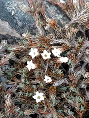 Dracophyllum prostratum