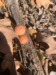 Atrusca quercuscentricola